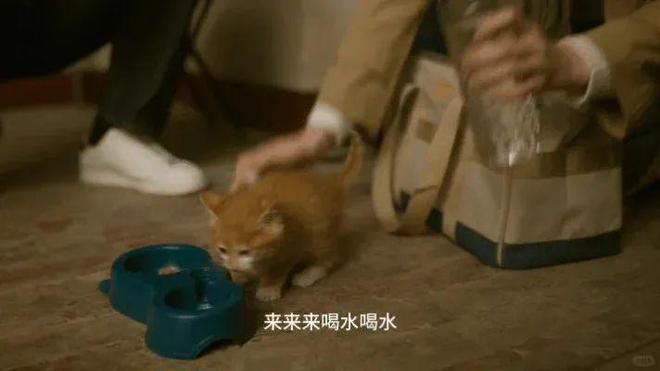 "刘亦菲和前任分手后，他们的猫现在过得怎么样？网友：猫归我啦！"插图